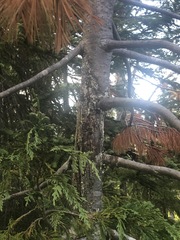 Cronartium ribicola