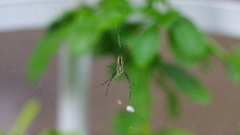 Trichonephila clavata