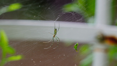 Trichonephila clavata