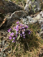 Gentianella ramosa