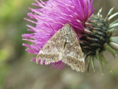 Evergestis sophialis