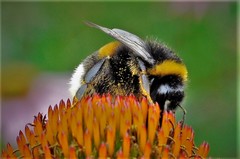 Bombus