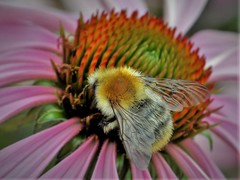 Bombus pascuorum