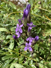 Gentianella campestris
