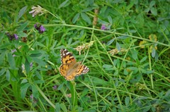 Vanessa cardui