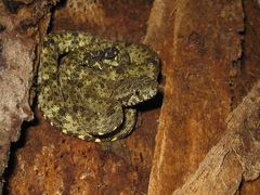 Bothrops taeniatus