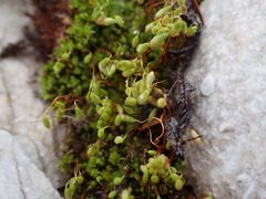 Ptychostomum creberrimum