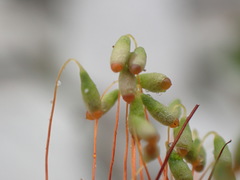 Ptychostomum creberrimum