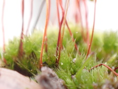 Ptychostomum creberrimum