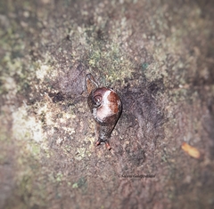 Ratnadvipia irradians