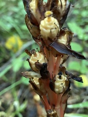 Monotropa hypopitys hypopitys