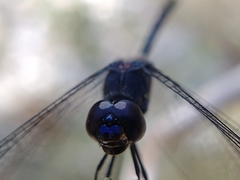 Dythemis nigrescens