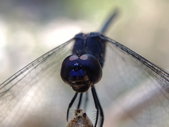Dythemis nigrescens