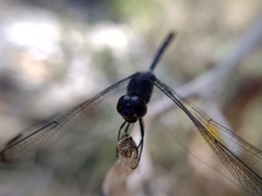 Dythemis nigrescens