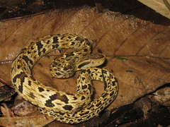 Bothrops jararaca
