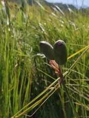 Iris laevigata