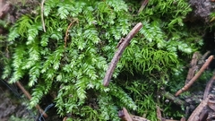 Plagiothecium nemorale