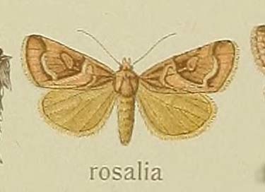 Plusilla rosalia