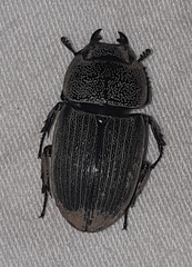 Aegus chelifer