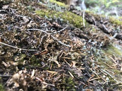 Tuckermanopsis subalpina