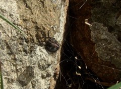 Latrodectus mirabilis