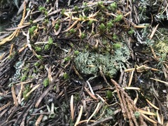 Bilimbia sabuletorum