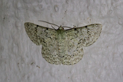 Pingasa abyssiniaria