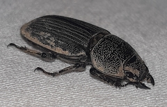 Aegus chelifer