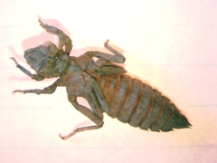 Ophiogomphus colubrinus