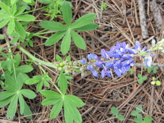Lupinus mexicanus