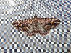 Mimoclystia explanata