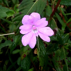 Impatiens platypetala