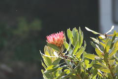 Protea