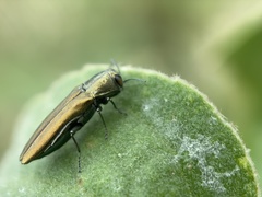 Agrilus lacustris