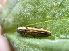 Agrilus lacustris