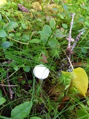 Hygrophorus piceae