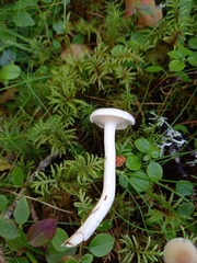 Hygrophorus piceae