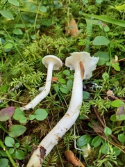 Hygrophorus piceae