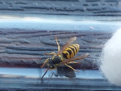 Vespula vulgaris