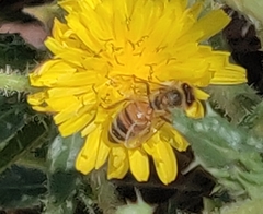 Apis mellifera