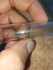 Vespula vulgaris