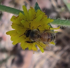 Apis mellifera