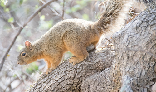 Mexican Fox Squirrel