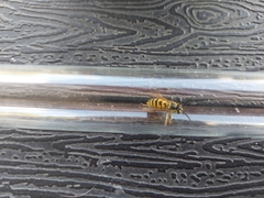 Vespula vulgaris