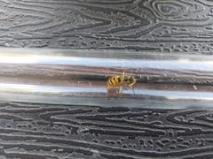 Vespula vulgaris