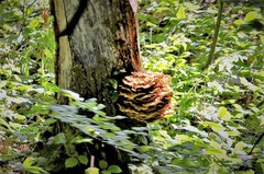 Laetiporus sulphureus