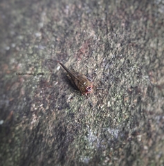 Euscelimena gavialis