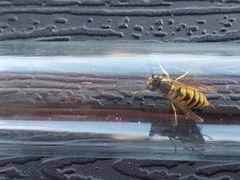 Vespula vulgaris