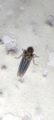 Cicadellidae