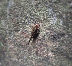 Euscelimena gavialis